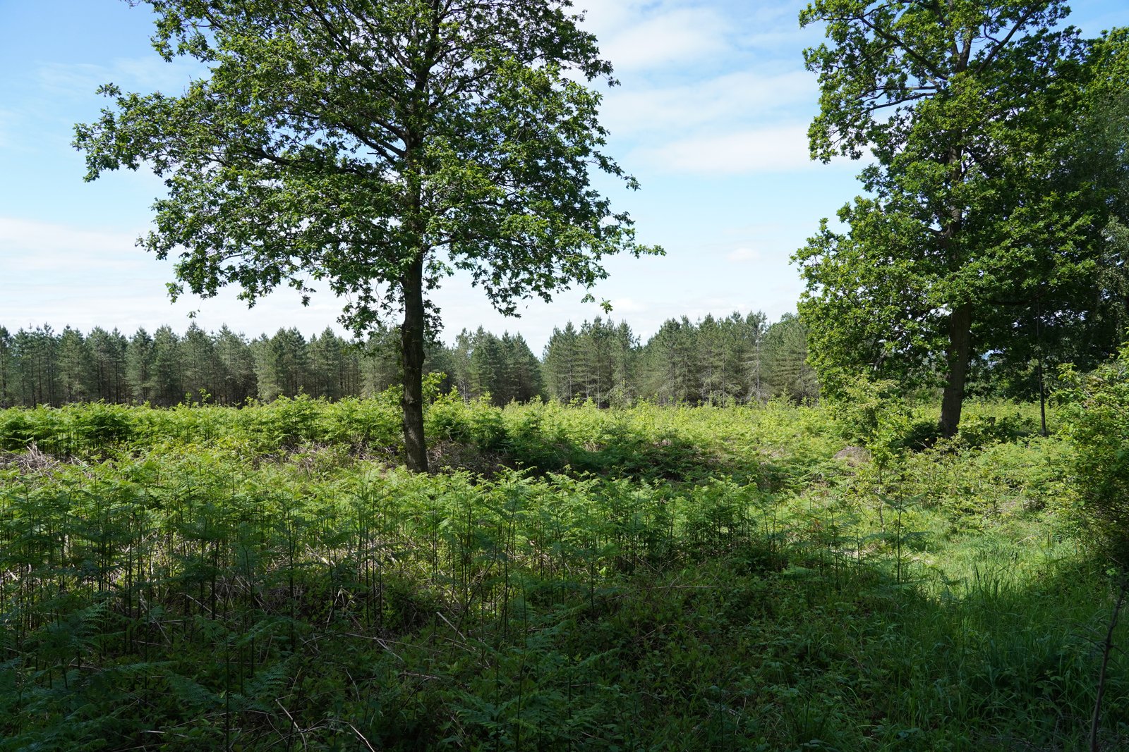 Sunlight through woodland at Cannock Chase